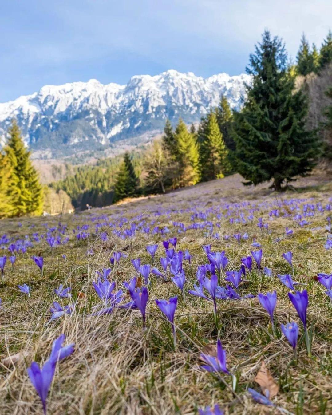 Cazare Zorilor Zărneşti Zimmer foto